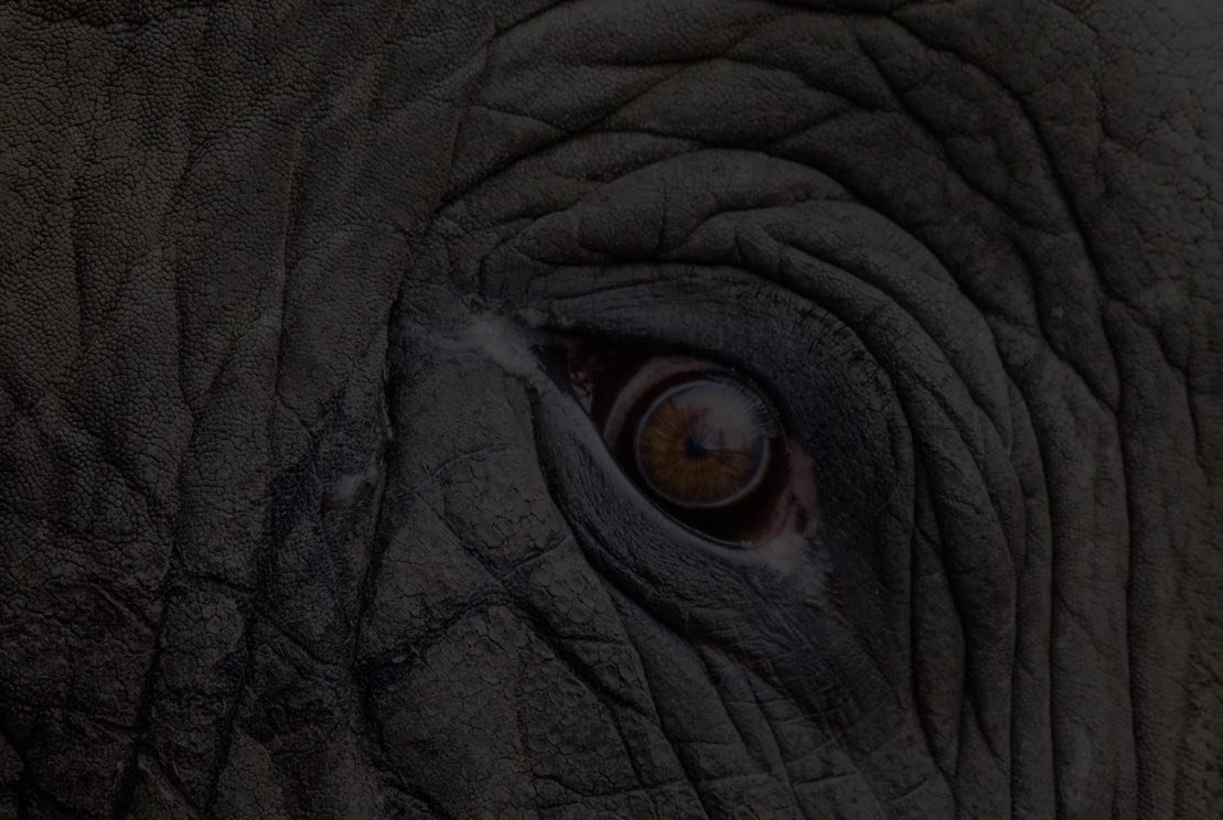stacks-bg-3a-elephant thumb